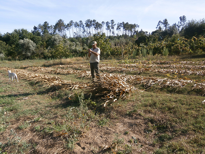 agriculture-field