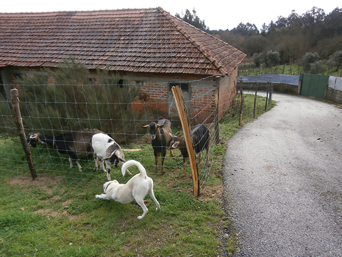 goats-and-dog